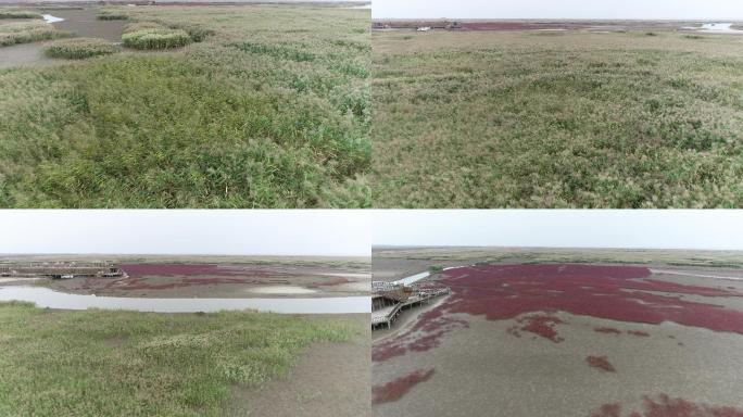 盘锦红海滩湿地3（4K50帧）