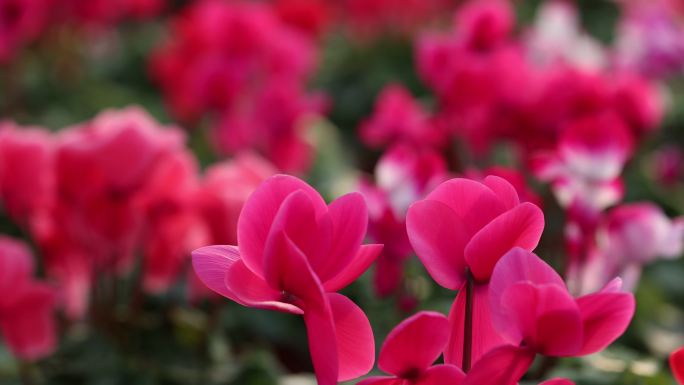 温室种植仙客来鲜花