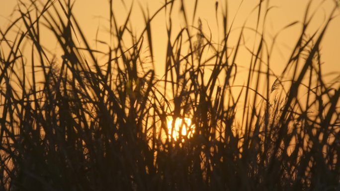 风中芦苇丛-夕阳傍晚落日