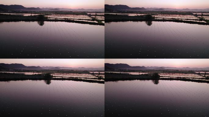 航拍夕阳下的诸暨山下湖珍珠养殖场蚌场