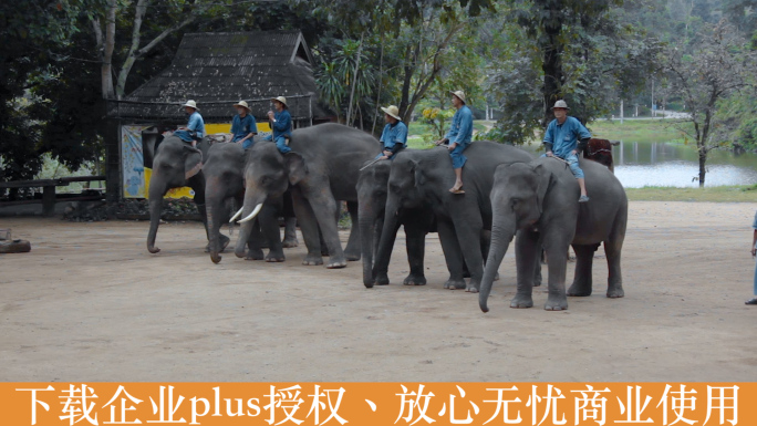 大象视频泰国大象园训象表演排练象队