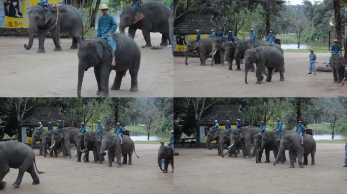大象视频泰国大象园训象表演排练象队