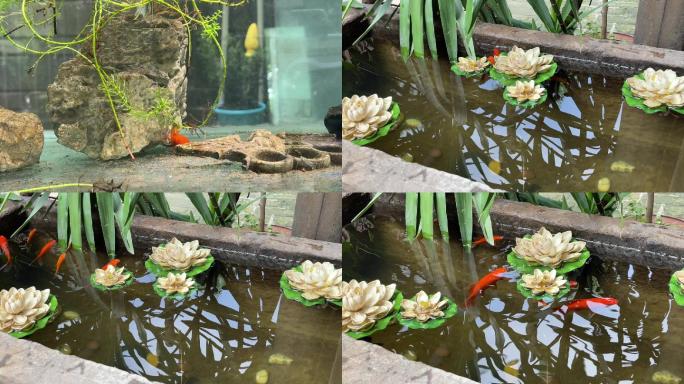 水缸水池鲤鱼游动固定镜头