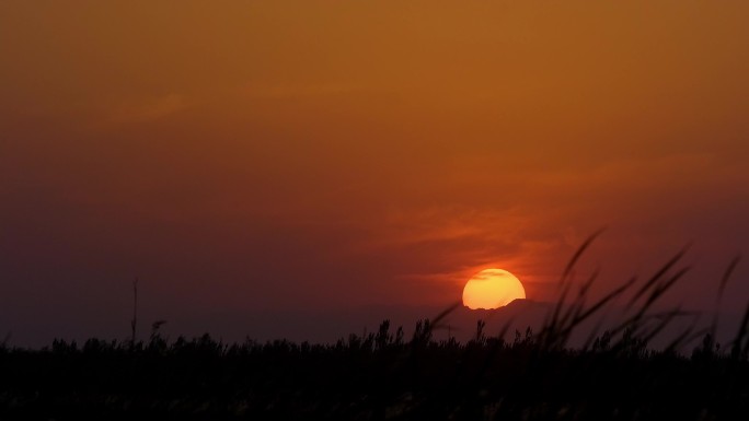 风中芦苇丛-夕阳傍晚落日