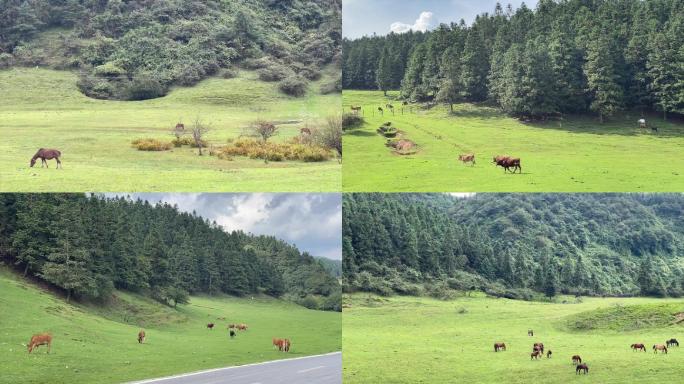 开阔草原牛羊马安静山谷固定镜头