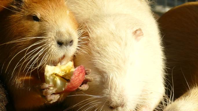 海狸鼠一家吃苹果科学镜头毛茸茸特种养殖