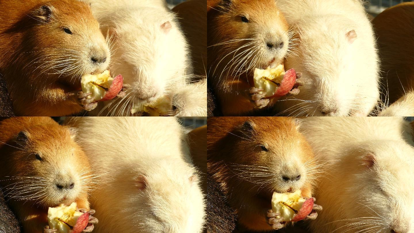 海狸鼠一家吃苹果科学镜头毛茸茸特种养殖