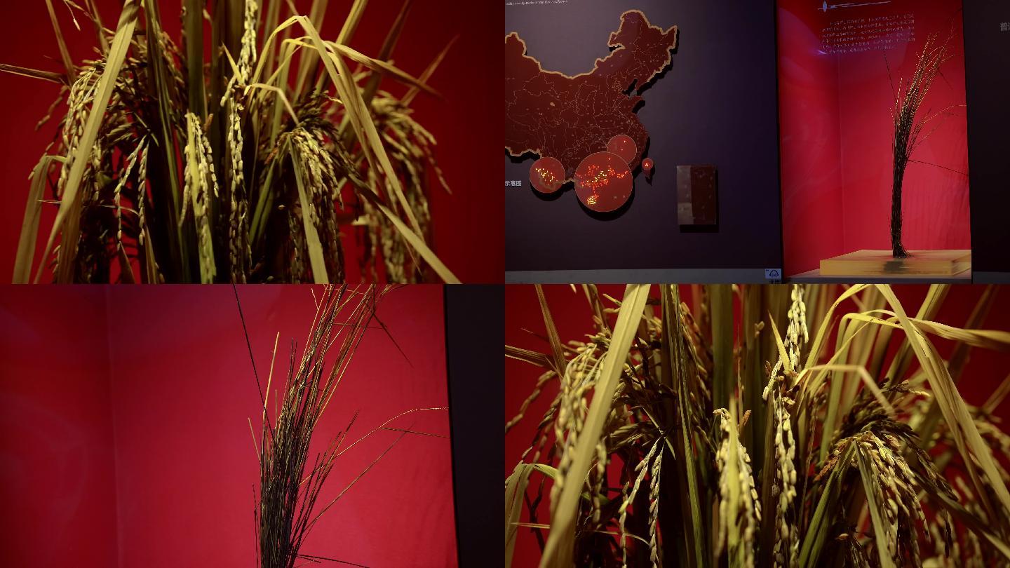 4K长沙隆平水稻博物馆水稻展示空镜