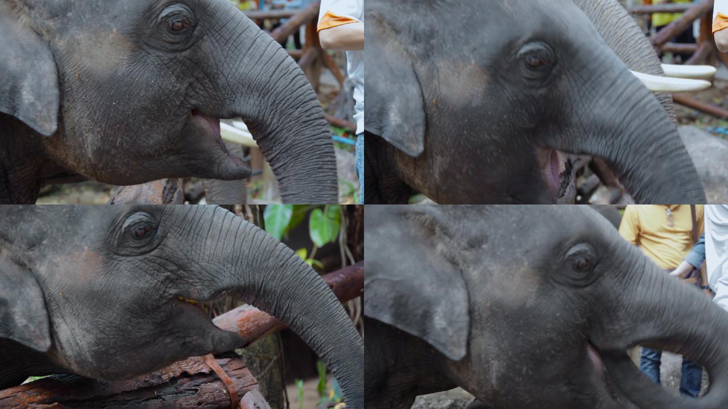 泰国大象视频泰国大象园大象吃香蕉特写