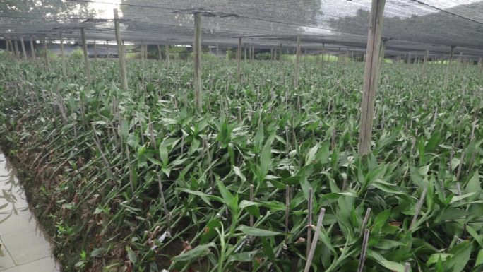 富贵竹种植基地