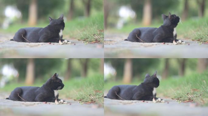 湿地公园的黑猫