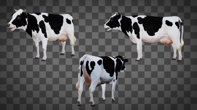 奶牛3角度