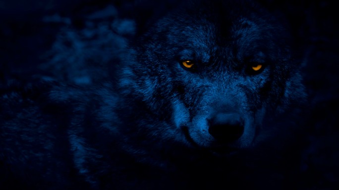 四处张望的狼