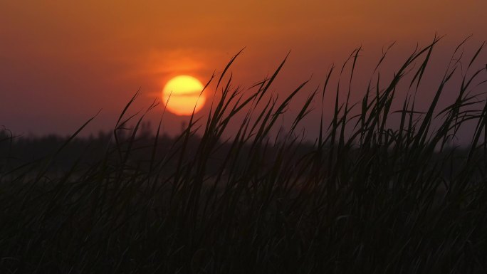 风中芦苇丛-夕阳傍晚落日