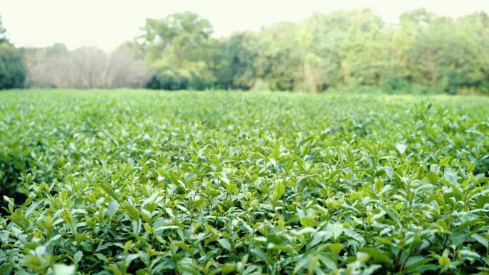 茶叶 茶园 绿茶 虚实焦 空镜 新农村