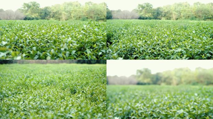 茶叶 茶园 绿茶 虚实焦 空镜 新农村