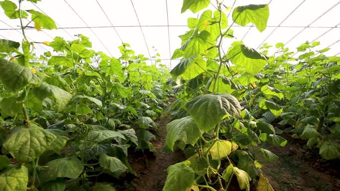 蔬菜 大棚 黄瓜 种植 生长 空镜 丰收