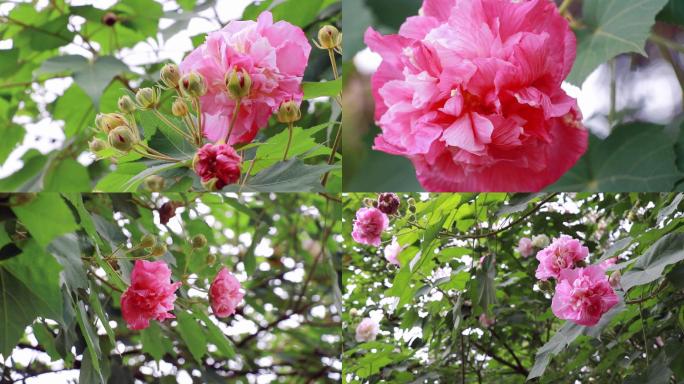 成都天府芙蓉园芙蓉花婚纱外景城市公园城市