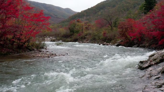 航拍秋季大气枫叶辽宁东北生态森林大山