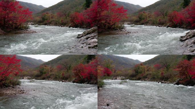 航拍秋季大气枫叶辽宁东北生态森林大山