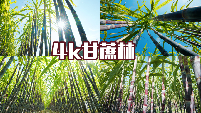 甘蔗林实拍4k
