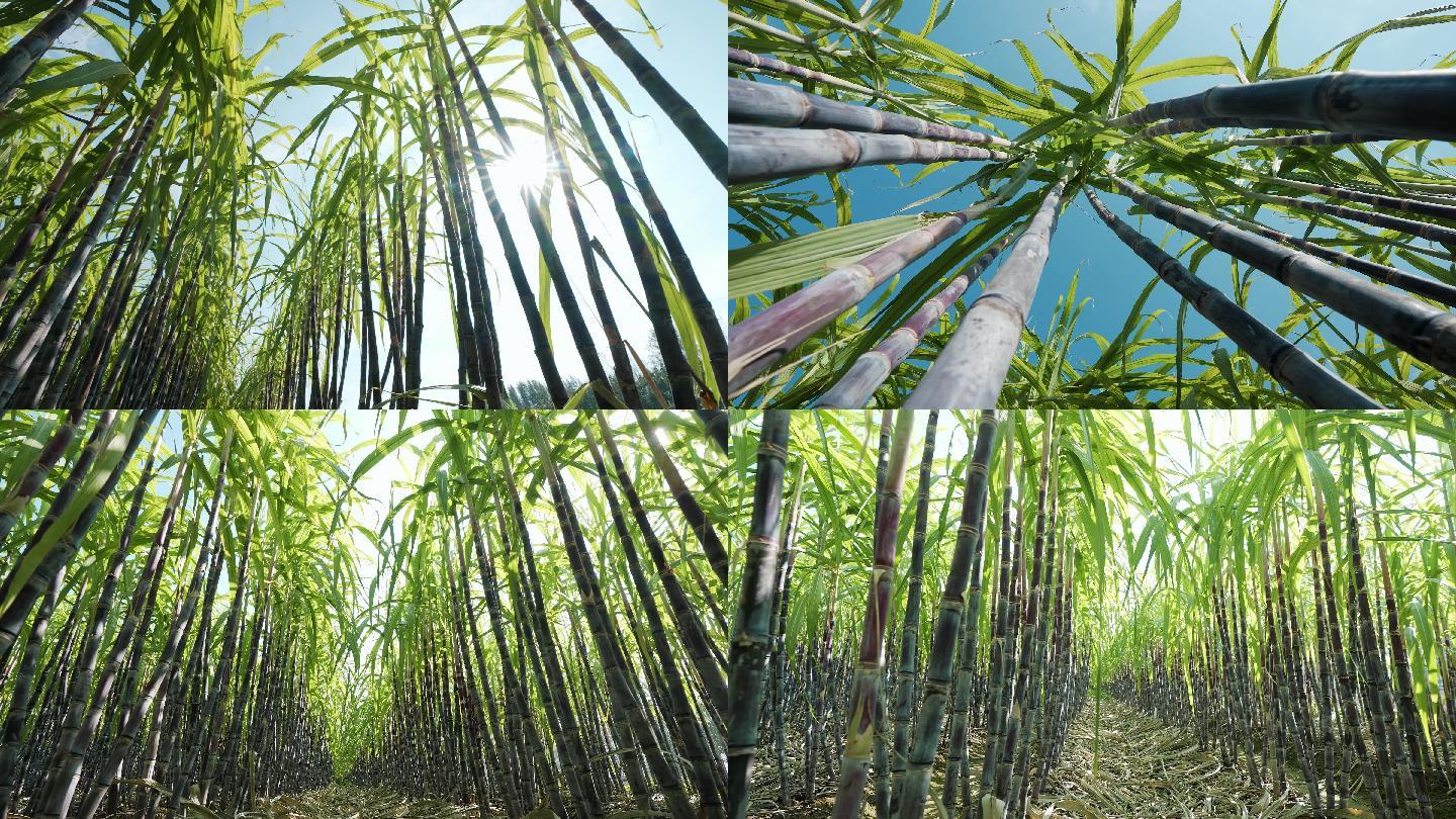 甘蔗林实拍4k_3840x2160_高清视频素材下载(编号:657