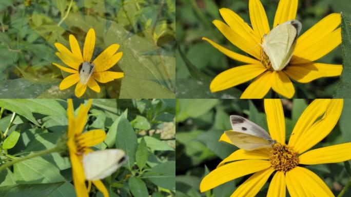 蝴蝶蜜蜂和黄色的小花