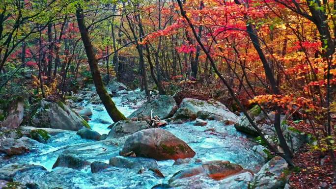 航拍秋季小溪河水大气枫叶辽宁东北生态树林