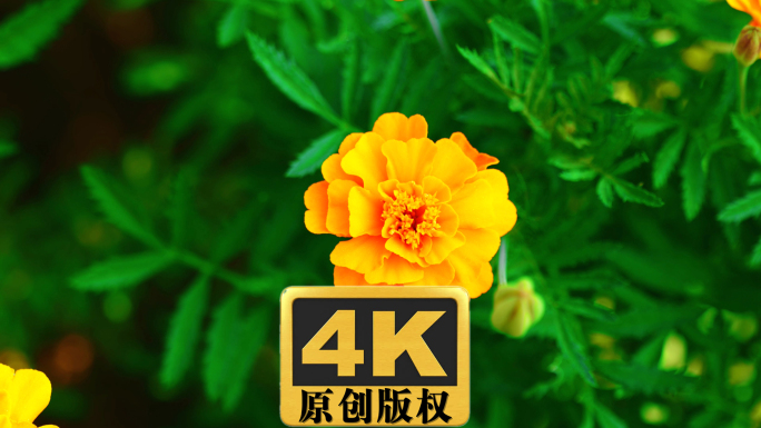孔雀草实拍高清视频素材4K