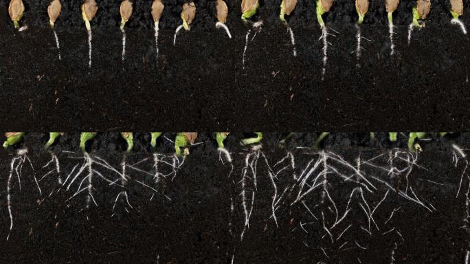 南瓜种子根在地下萌发