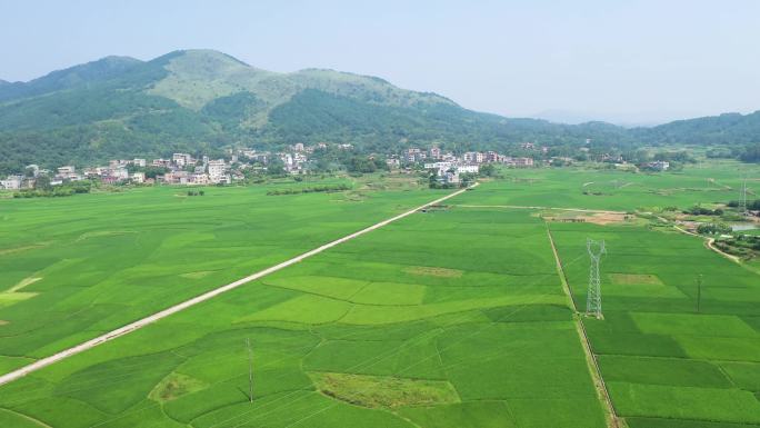 乡村风景-稻田-乡村振兴