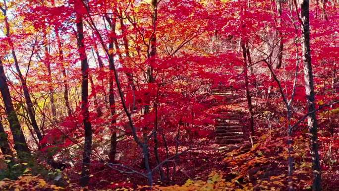 航拍秋季唯美风景大气枫叶辽宁东北生态树林