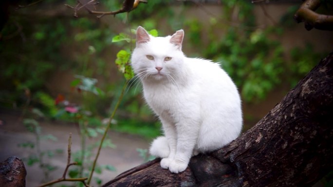 白猫在树干上坐着