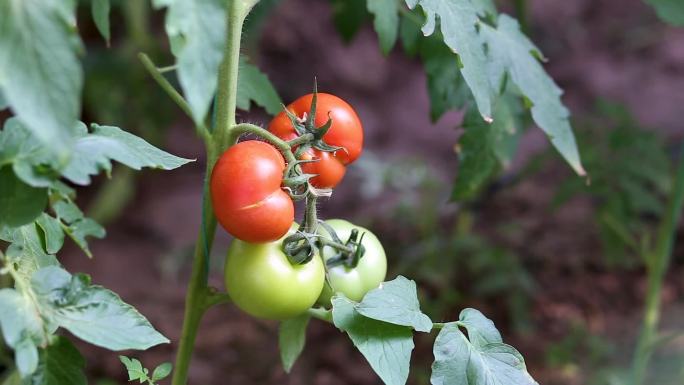 蔬菜 大棚 西红柿 番茄 种植 空镜 绿