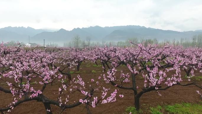 秦岭山下桃花开