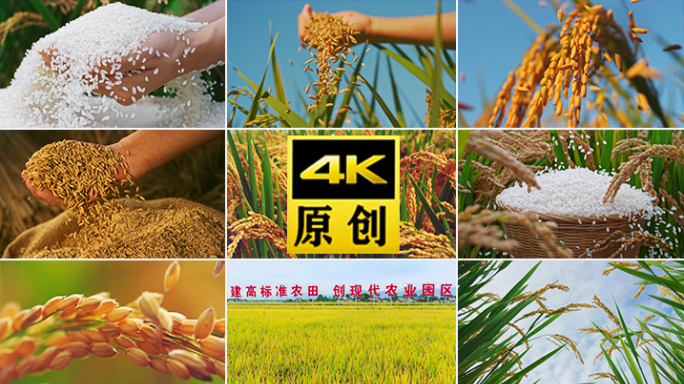 水稻农业大米丰收粮食丰收稻谷稻田米饭秋收