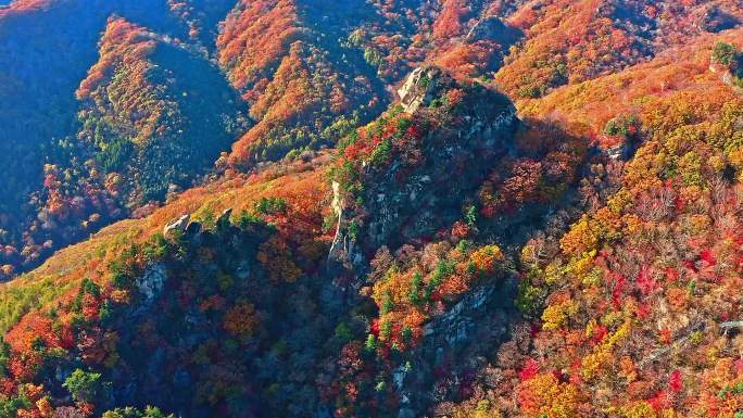 航拍秋季大气枫叶辽宁东北生态森林大山