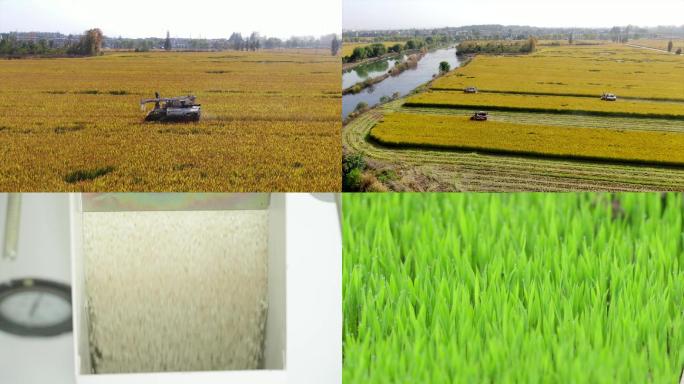 4K航拍丰收水稻收割育苗插秧播种稻米加工