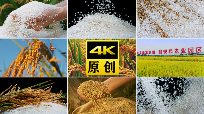 水稻农业大米丰收农田丰收稻谷稻田播种米饭