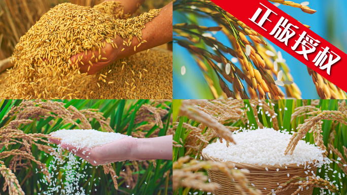 水稻农业大米丰收农田丰收稻谷稻田播种米饭