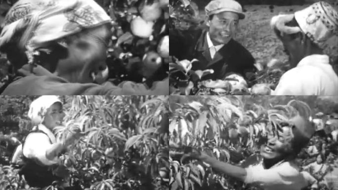 50年代藏民果园丰收