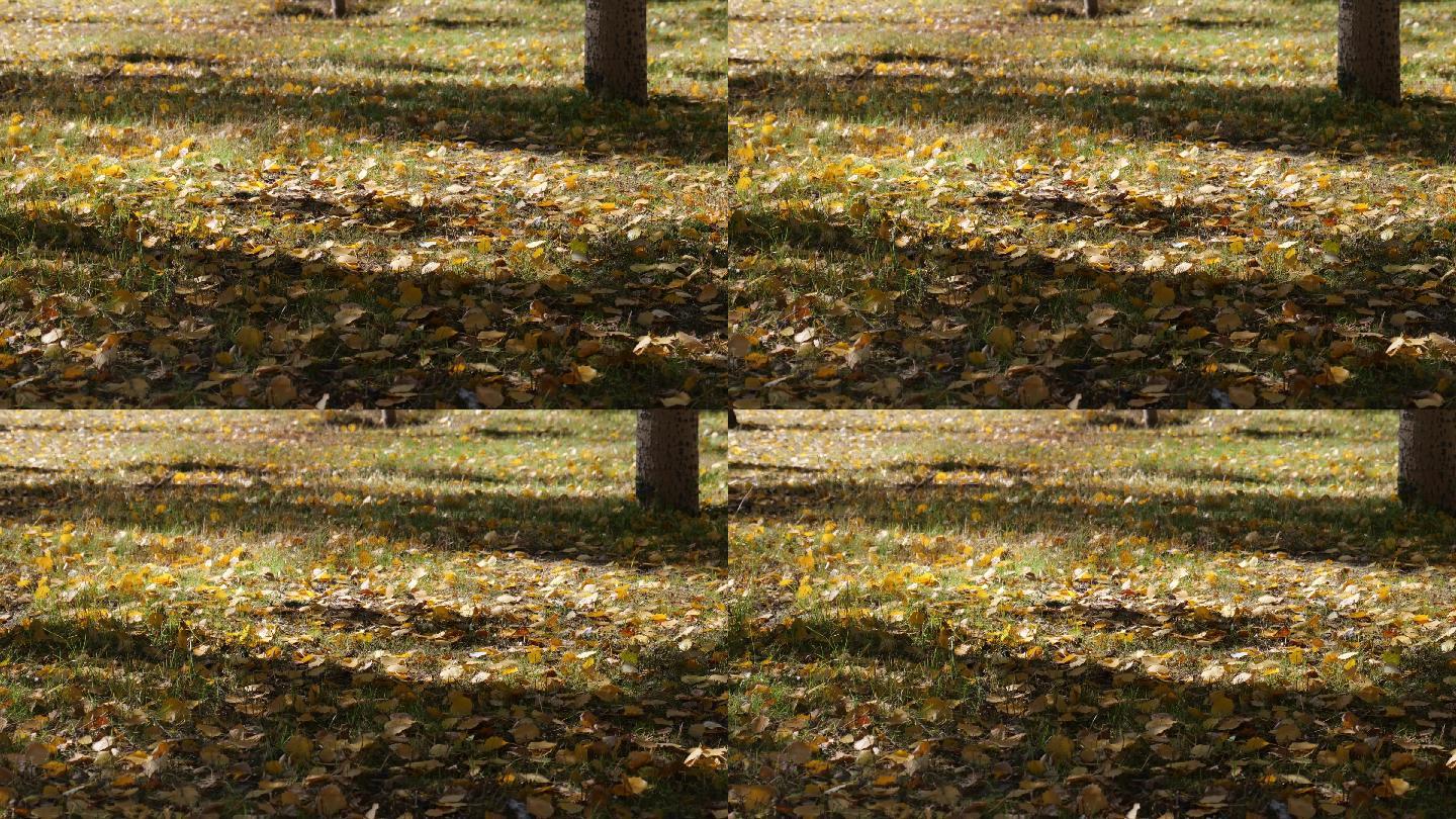 秋天阳光下落满黄叶的草地