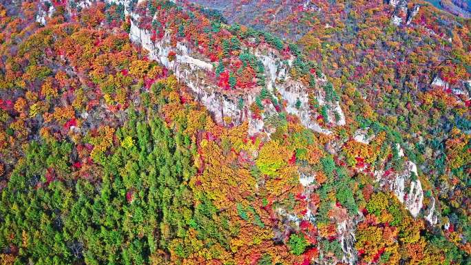 航拍秋季小溪河水大气枫叶辽宁东北生态森林