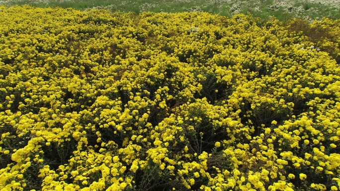 航拍怀菊花田地