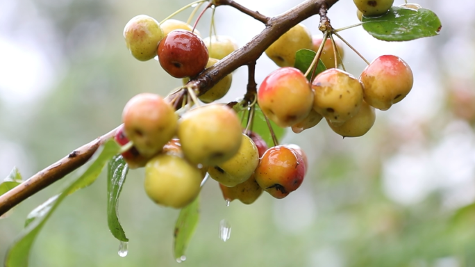 秋雨后的海棠果（可商用）