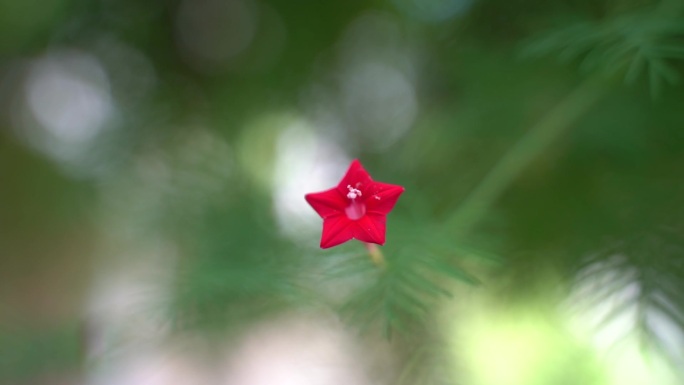红五角星小红野花