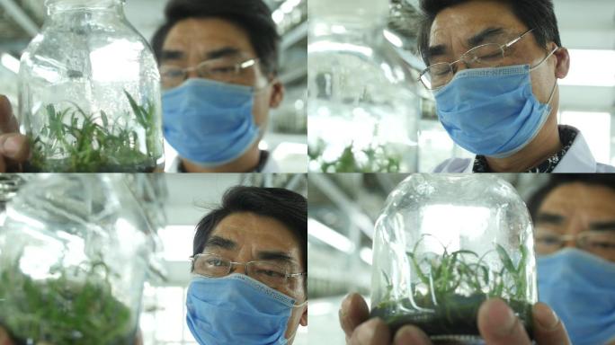石斛培养以及植物培养室科学家检查植物生长