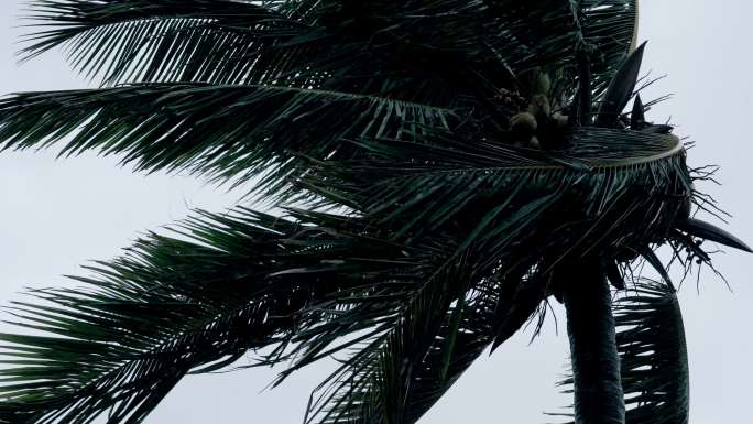 风中的椰树-慢镜头