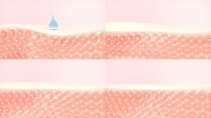 皮肤细胞与吸收的水滴 3D渲染