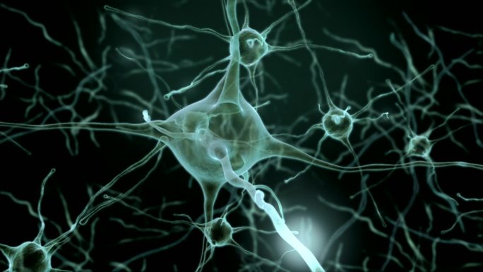 人脑内的神经元网络